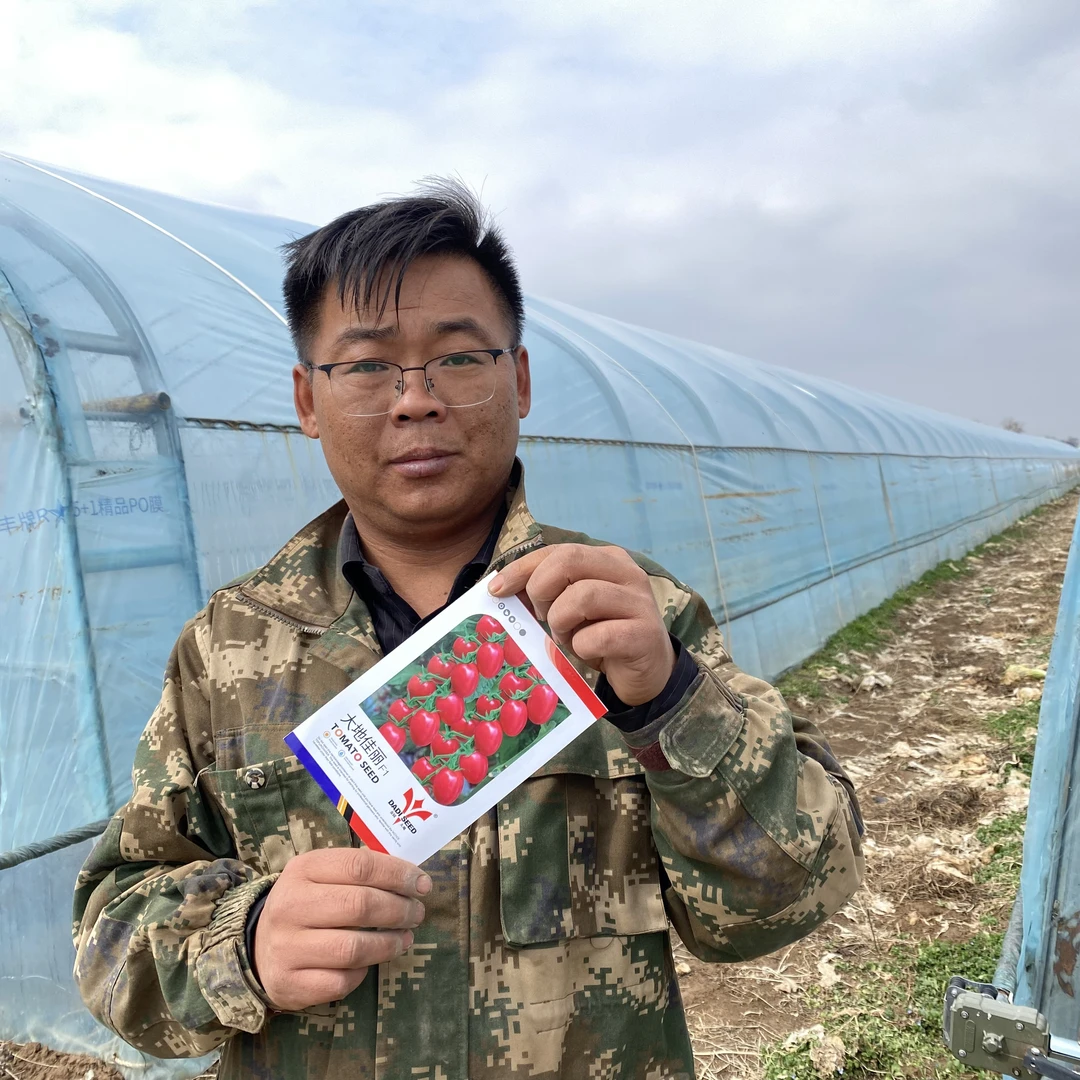 蔬菜种子阳台庭院种植大地佳丽圣女果黄金宝圣女果种子
