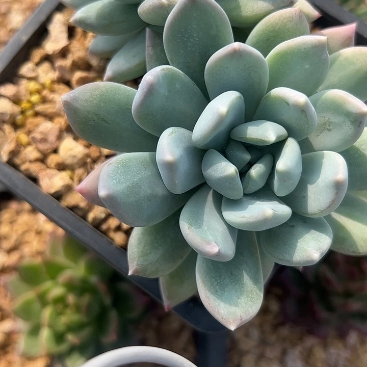 双头美人1111111111