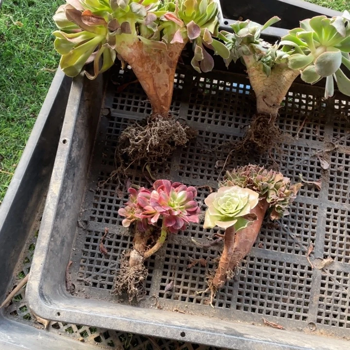 4颗迷你小缀法师多肉