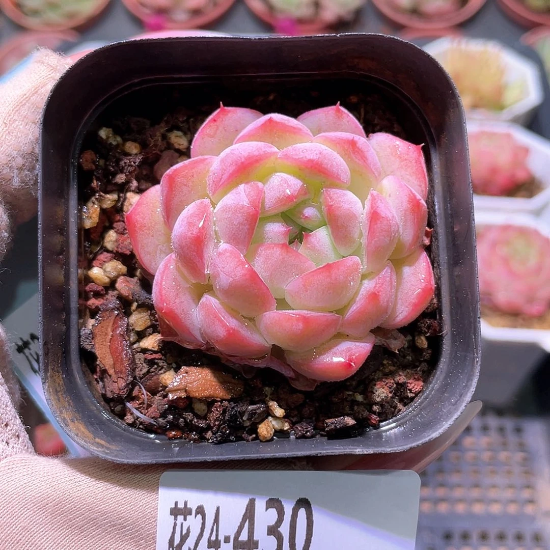 花利美24-430白桃汽水