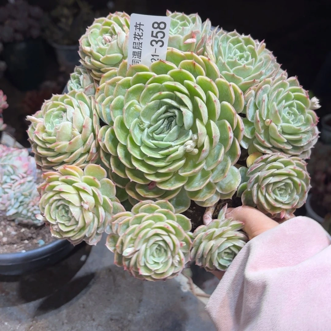 ?****同温层多肉昂斯诺358