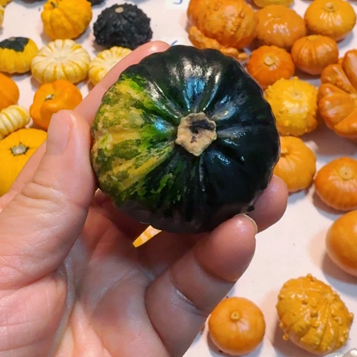 养**羊墨西哥七彩葫芦青皮