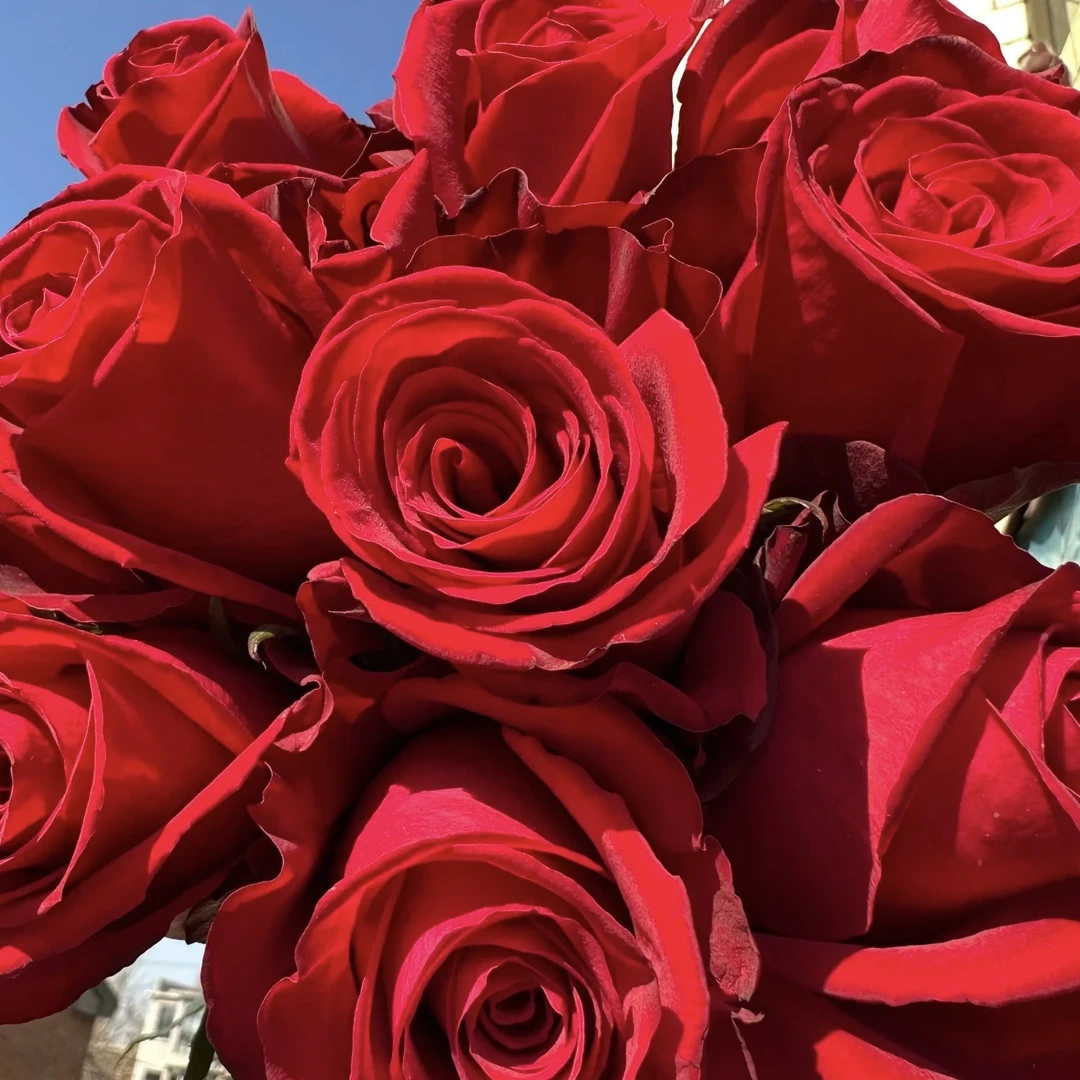 618福利专属 （两颗免邮）切花根接花苗