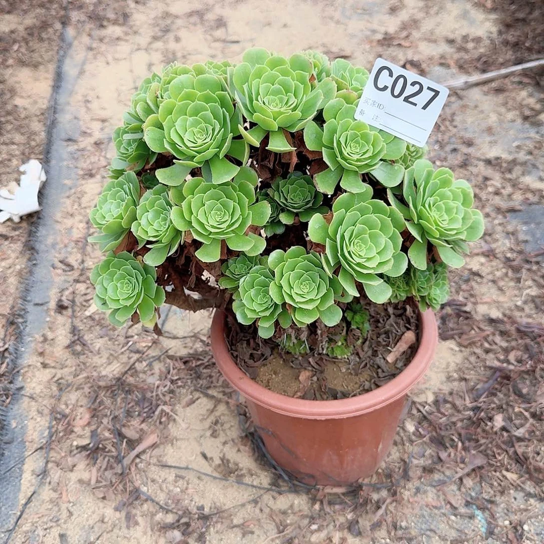 ℡****027绿缀朵朵一颗呀呀
