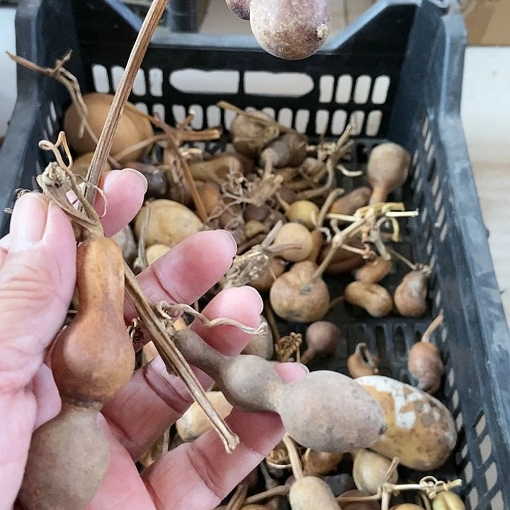 ༺****u gvv j k k b z s s