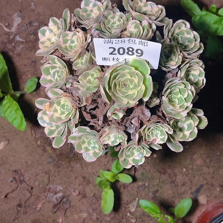 2089迈巴赫多肉植物