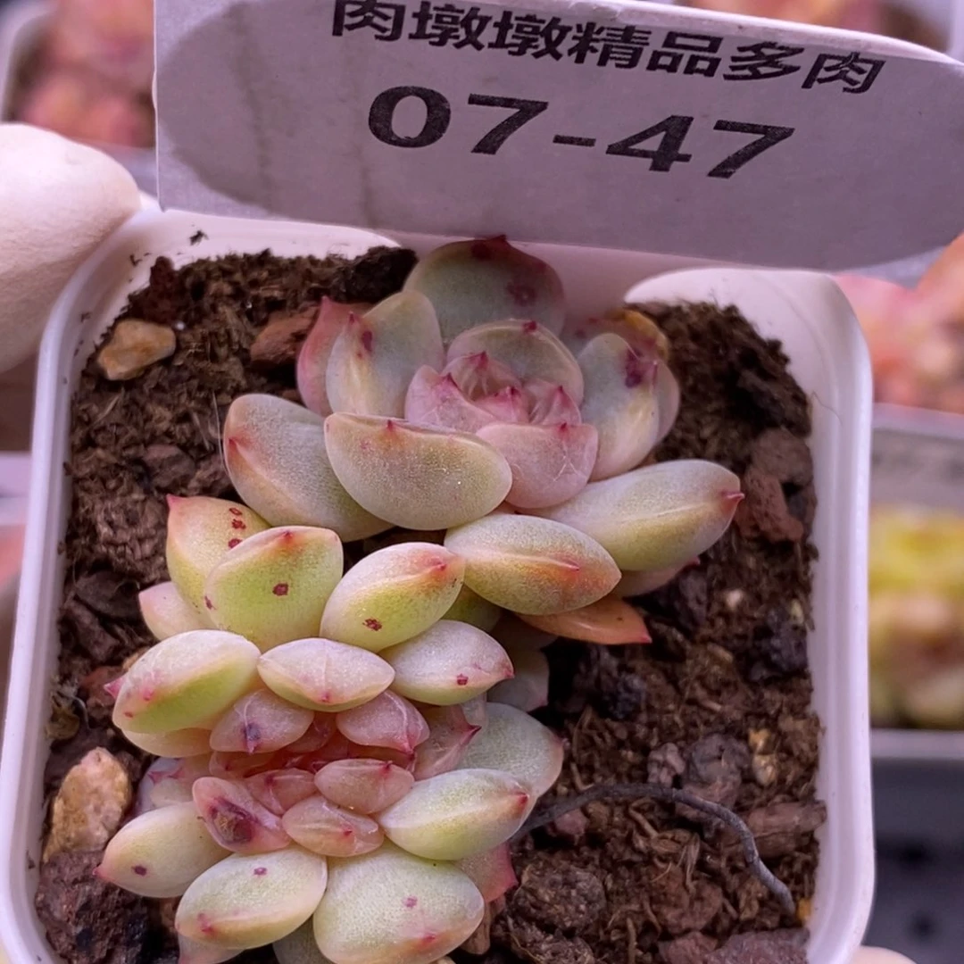 【闪购商品】07-47红恋缀