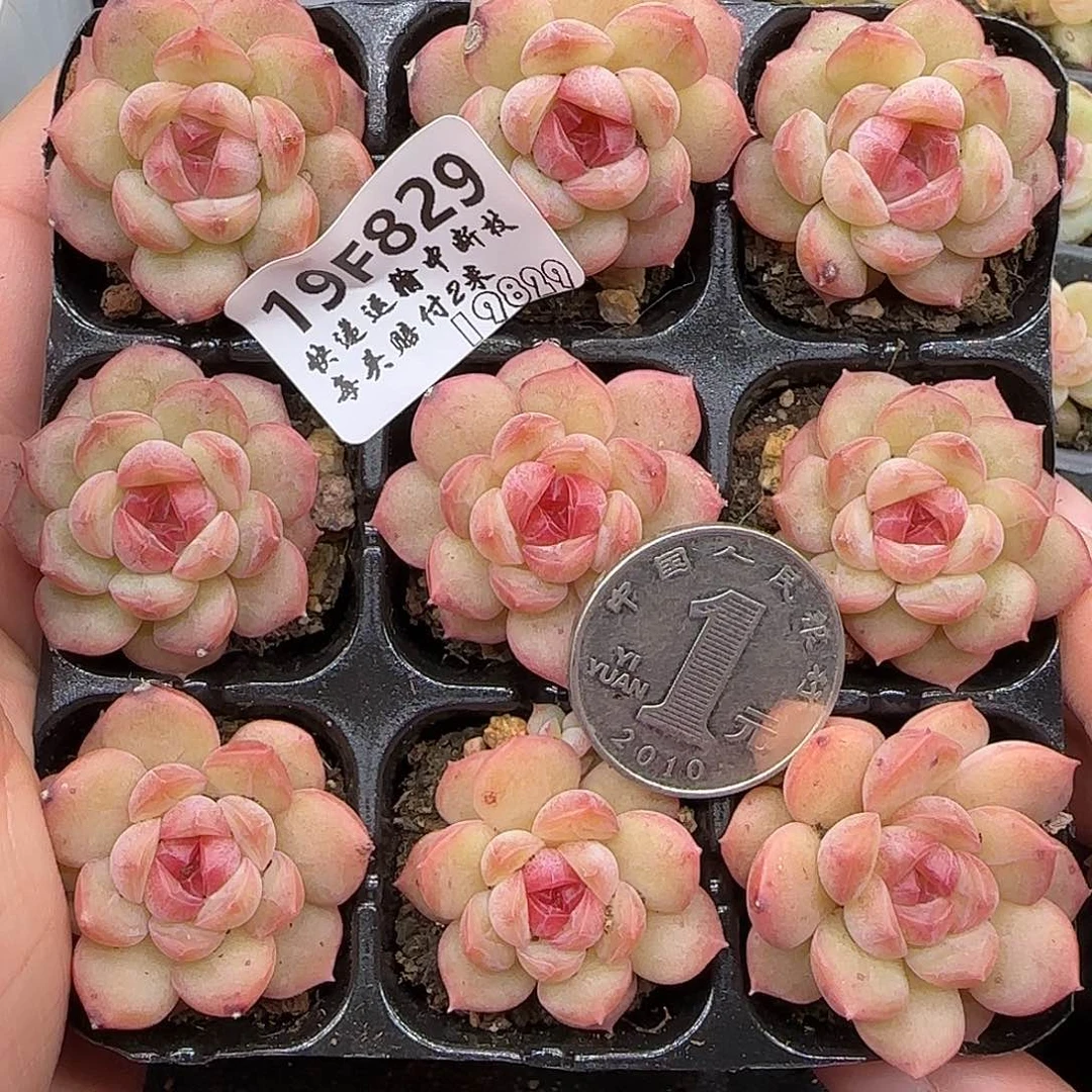 婷***，829九棵【满19包邮非偏远】3厘米