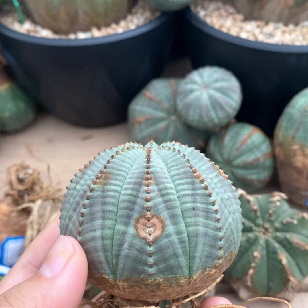 22欧系实生布纹球 一物一拍