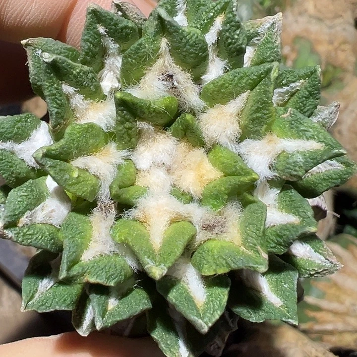 黑牡丹黄体锦草球苗接