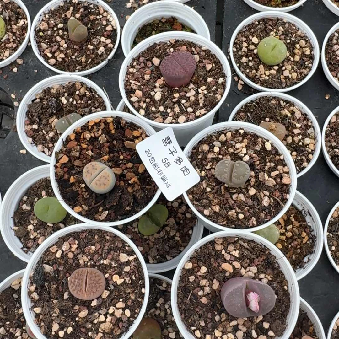 58带盆土发货五颗0000