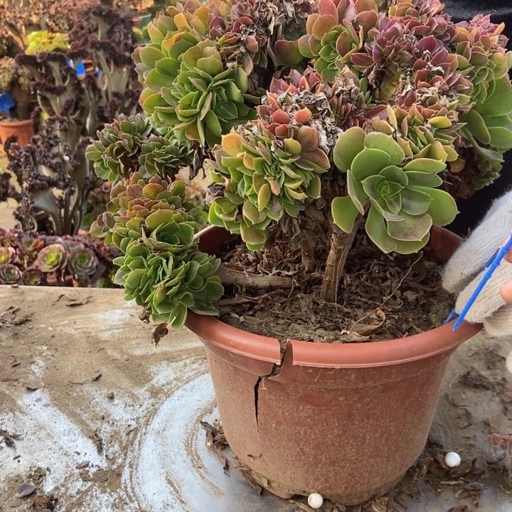 秋***秋425玫瑰缀化老桩老桩