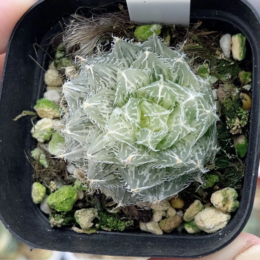 47塞米维亚锦福利专场