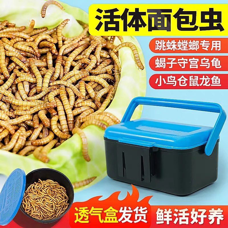 盒装面包虫黄粉虫活体蜘蛛龟守宫角蛙等活饵饲料透气盒发货