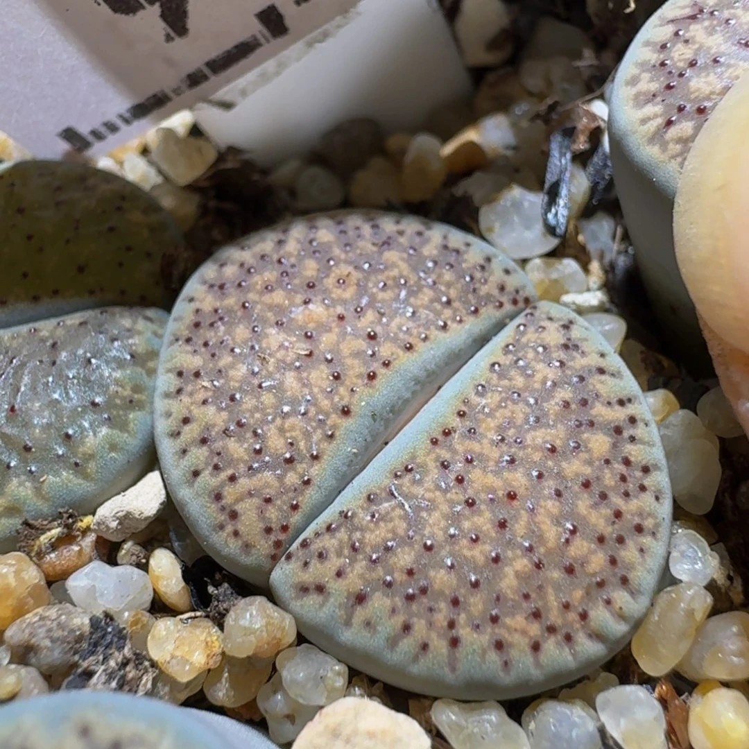 Ssss精品生石花928