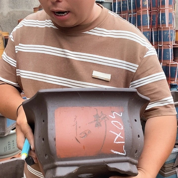 紫砂花盆盆栽植物