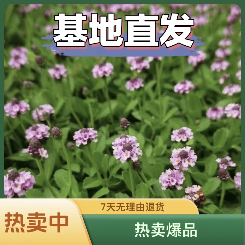 姬岩垂草可开花绿植用于庭院景观装饰紫云英酢浆草满天星