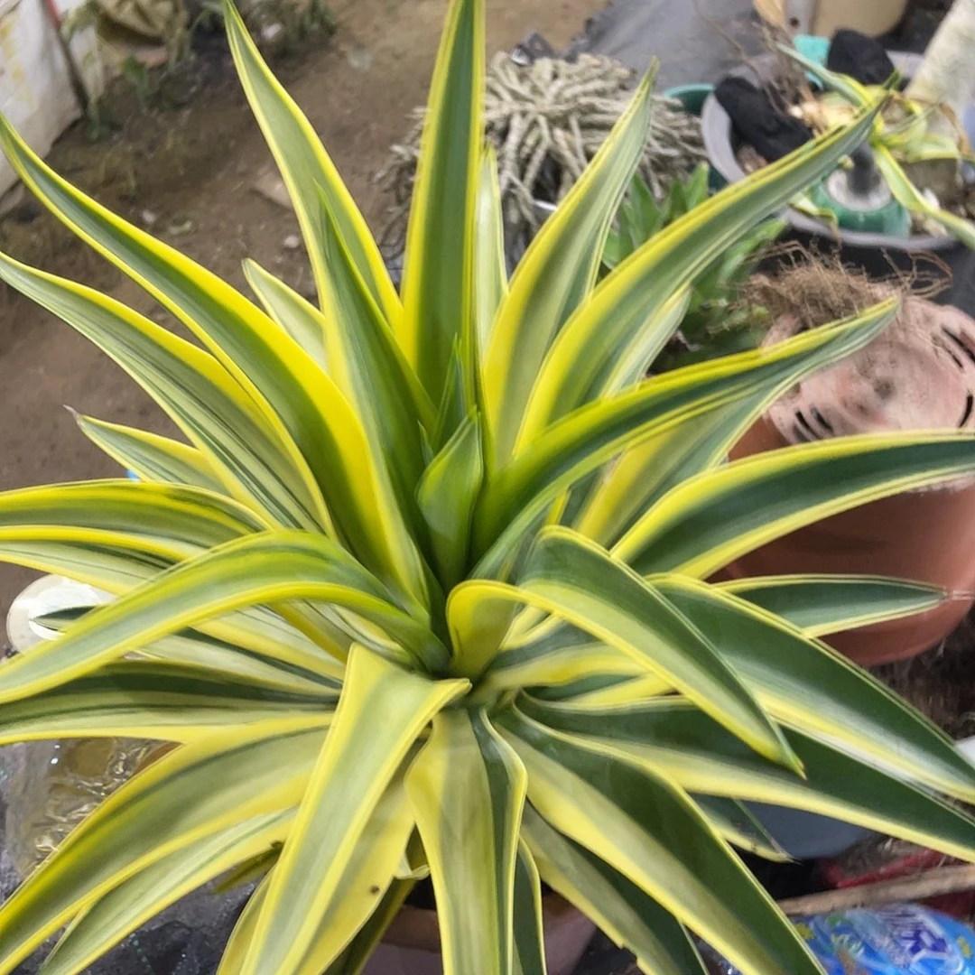 鹦鹉嘴异锦龙舌兰