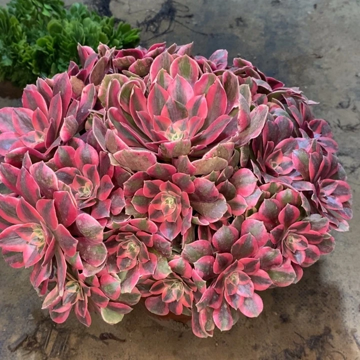 女妖多肉植物38。