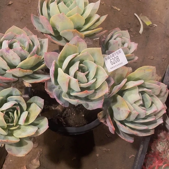 狼*哥血凤6208多肉