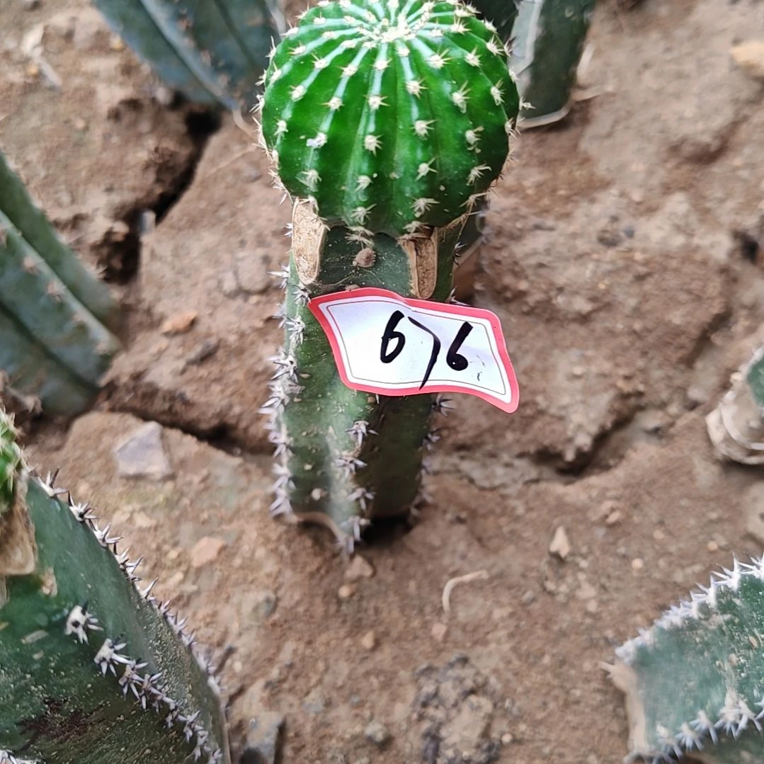 小油菜秀普嫁接福676