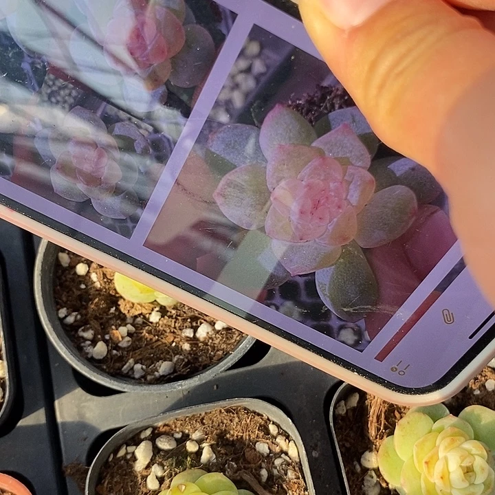 标285桃夭一个量拍