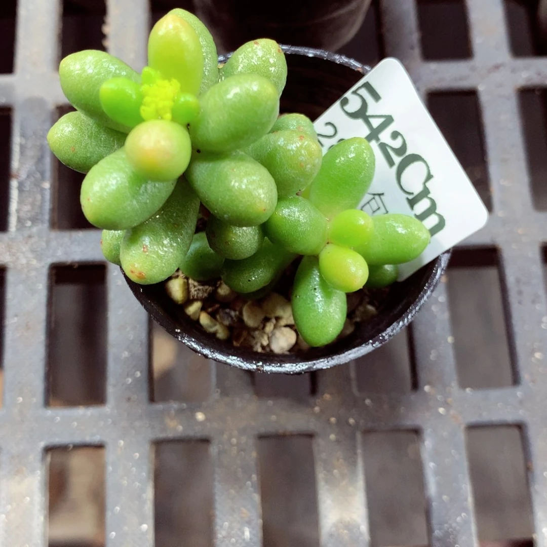 5厘米盆精控多肉542