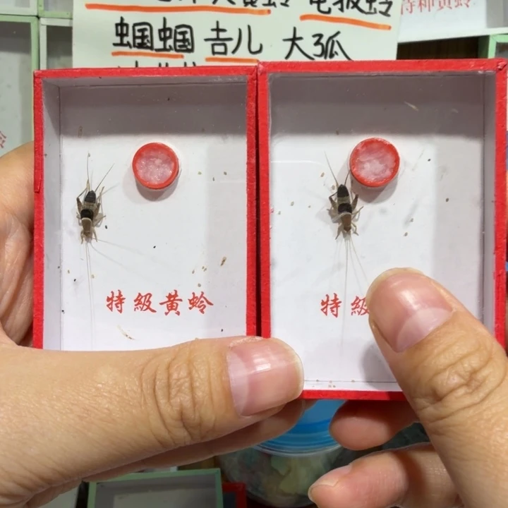 M***n鸣虫爬宠用具2盒。
