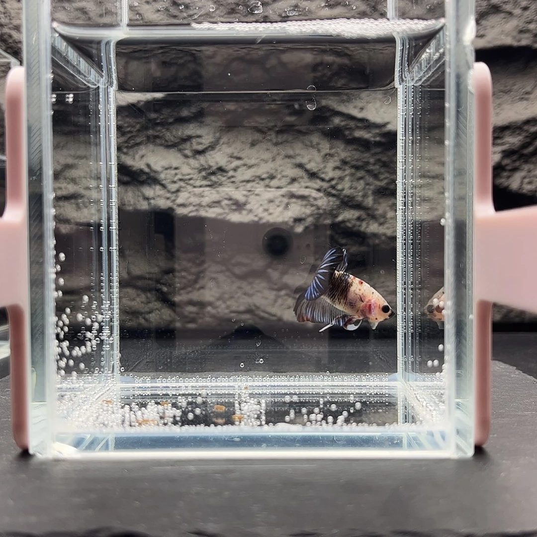 海水鱼宙斯斗鱼竞拍12-16