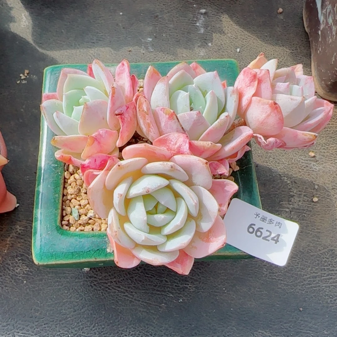 粗桩白茶，6624多肉植物