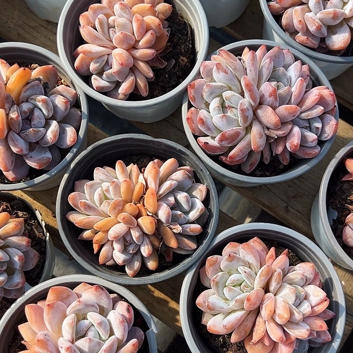 三头    雪天使  福利