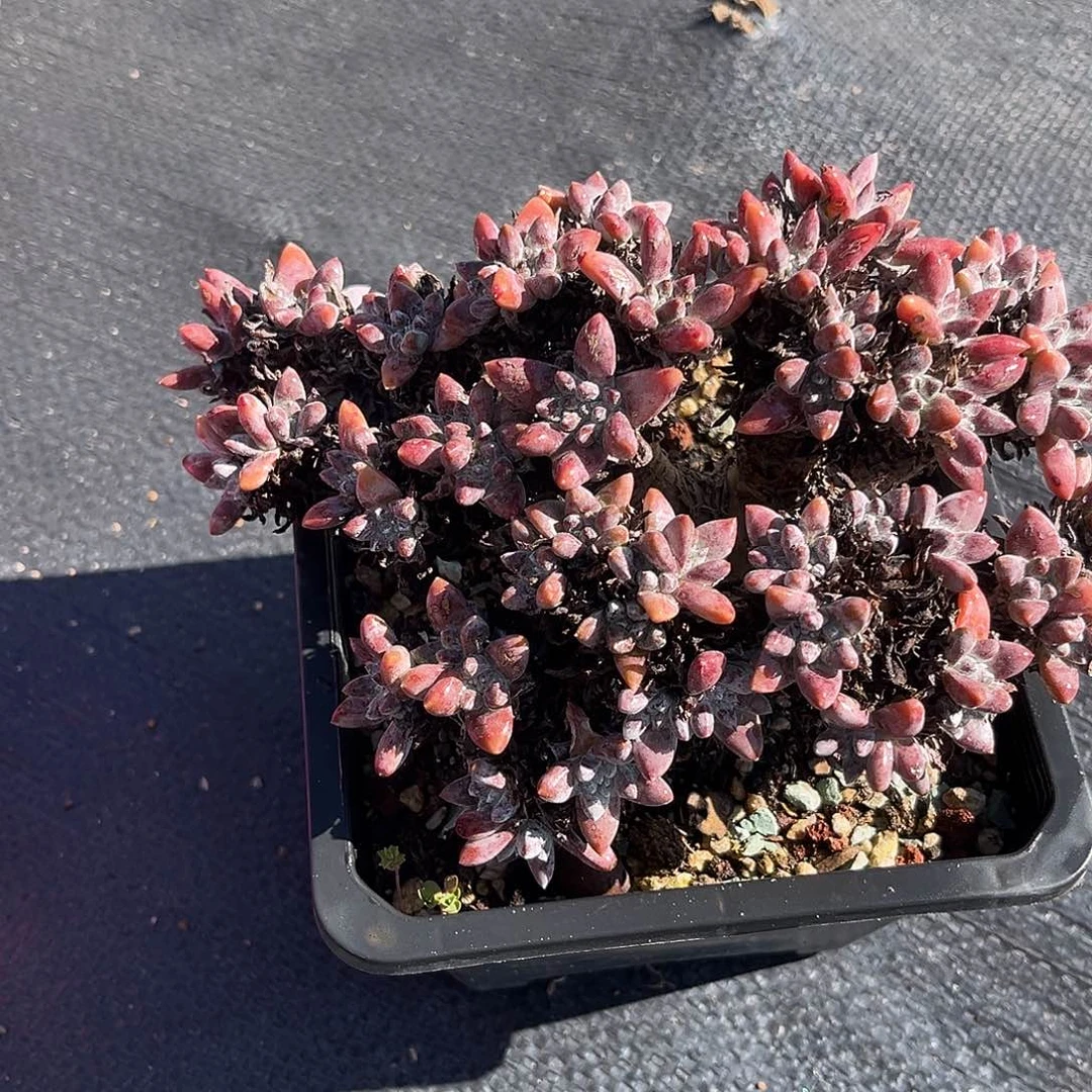 小鹿多肉一物一拍