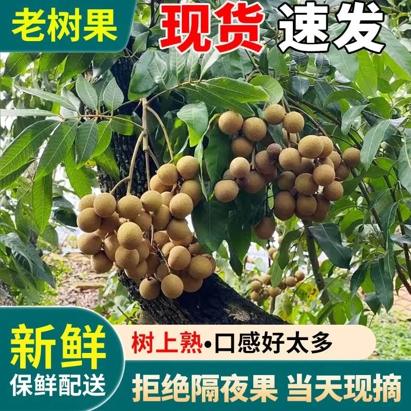正宗四川泸州本地新鲜龙眼当天现摘桂圆当季新鲜水果甜汁水多整箱