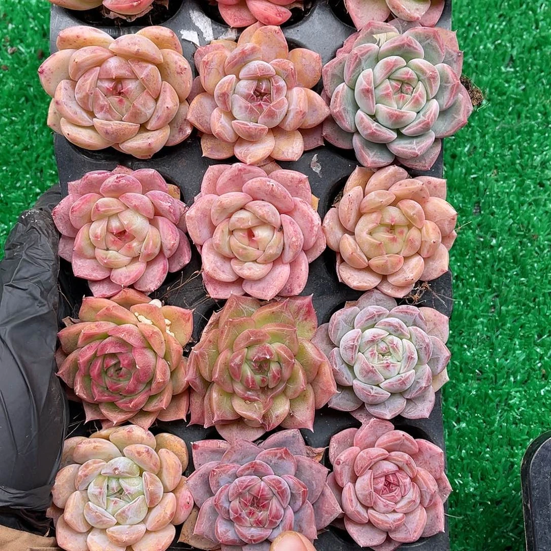 多肉植物一物一拍6-96