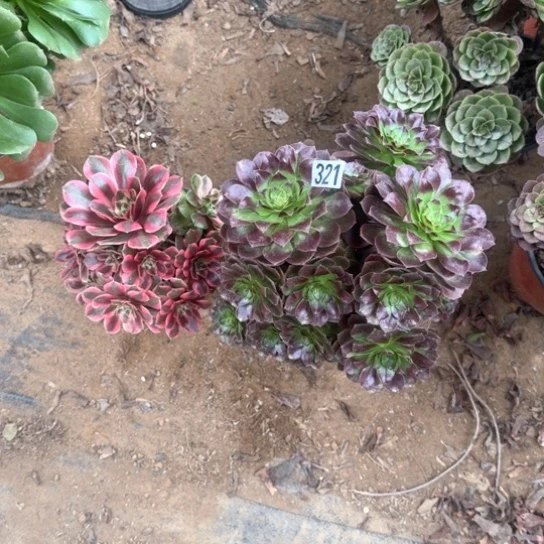 无花朵女妖套餐321号不包断枝