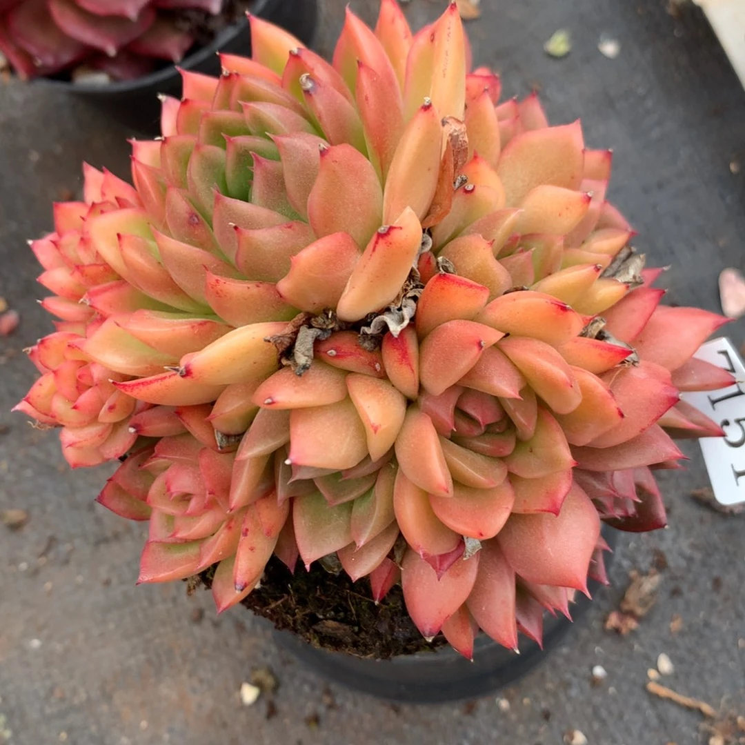 7151新年快乐发发发