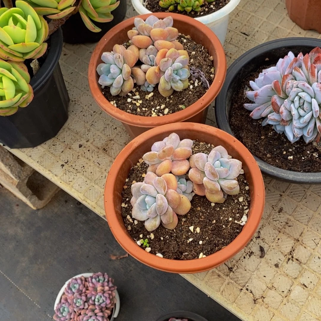 来***来48包邮多肉植物一物一拍