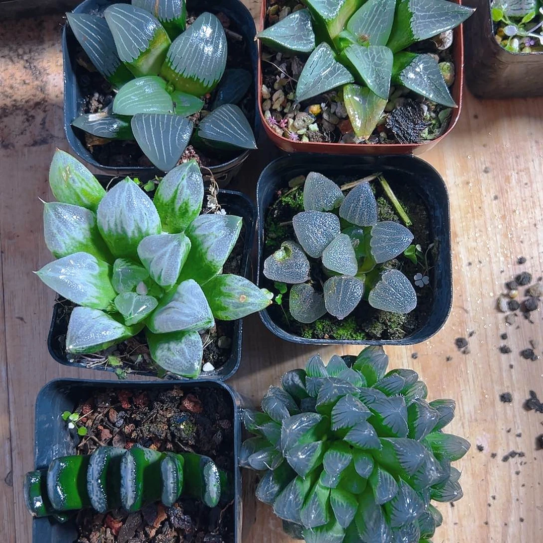 新人套餐玉露多肉6颗