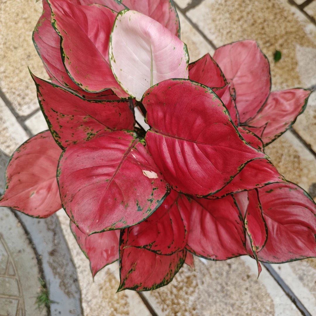 红颜吉利红土培植物室内好养吸除甲醛四季易活盆栽花卉绿植