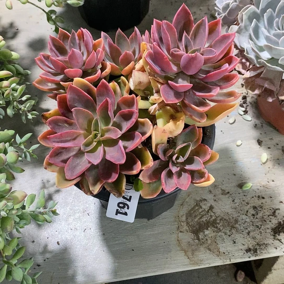 取****结761紫气东来多肉