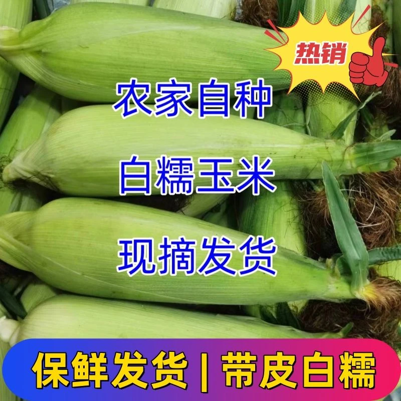 【带箱6根】农家现采新鲜白糯玉米甜糯玉米带壳黏玉米新鲜现摘