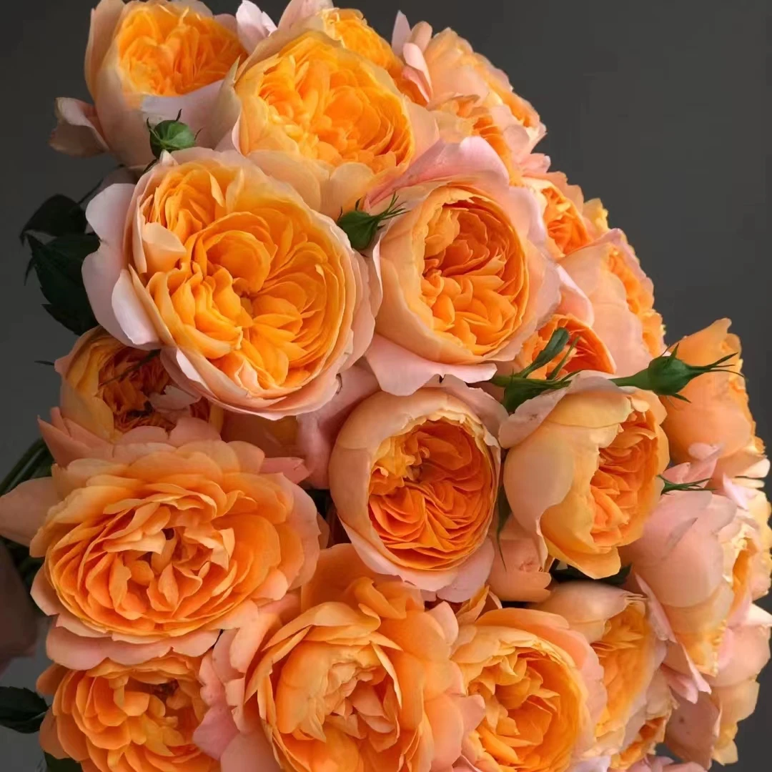 【花晓】果汁阳台9支+1支防损（天冷拍保温棉否则冻坏不售后）