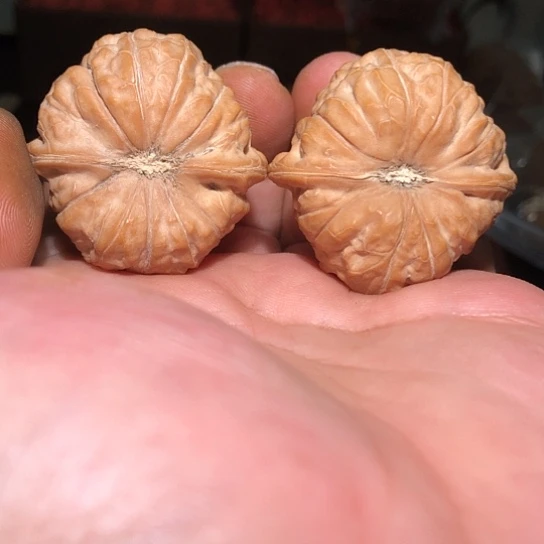 有机玻璃边肚41精品南瓜