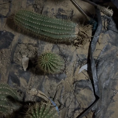 用****7牛牛2140毛花柱微瑕