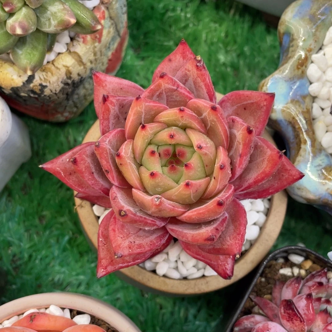 燕***来多肉植物盆栽多肉植物