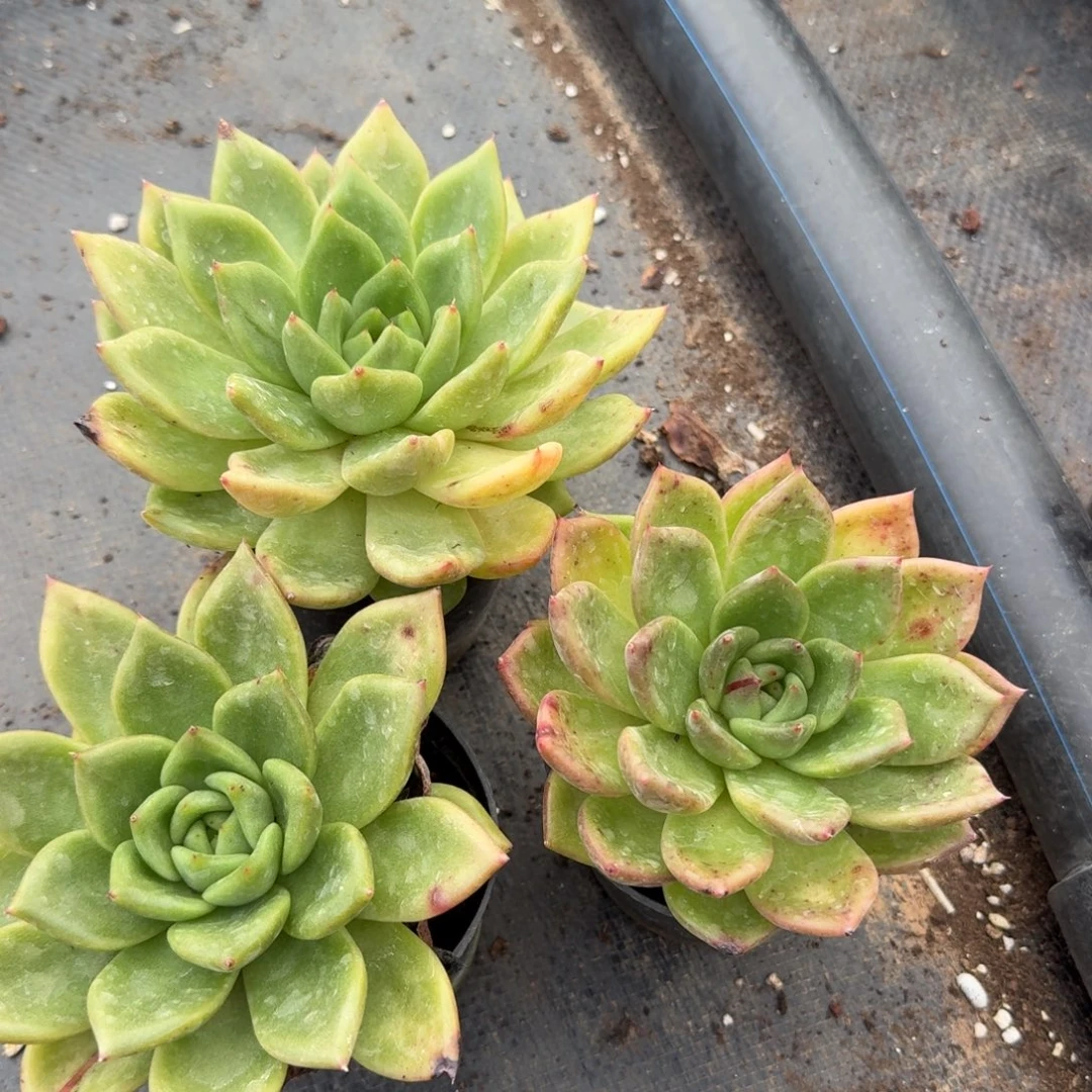 25-70黄金东云杂交梦露三颗量拍