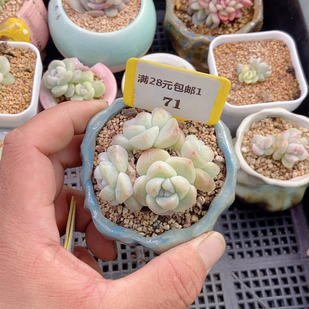 ?****?171冰玉福利多肉植物