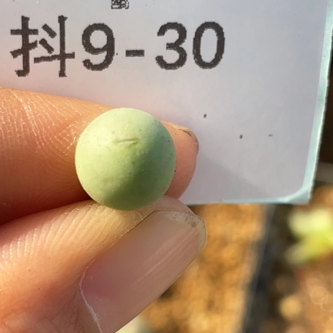 9-30鸭嘴兽苗多肉植物