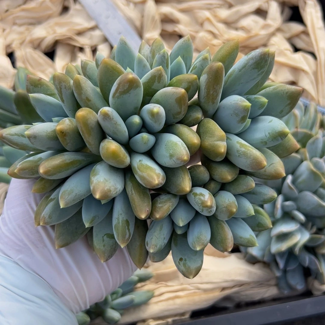 匆****ン哥特捧花多肉植物