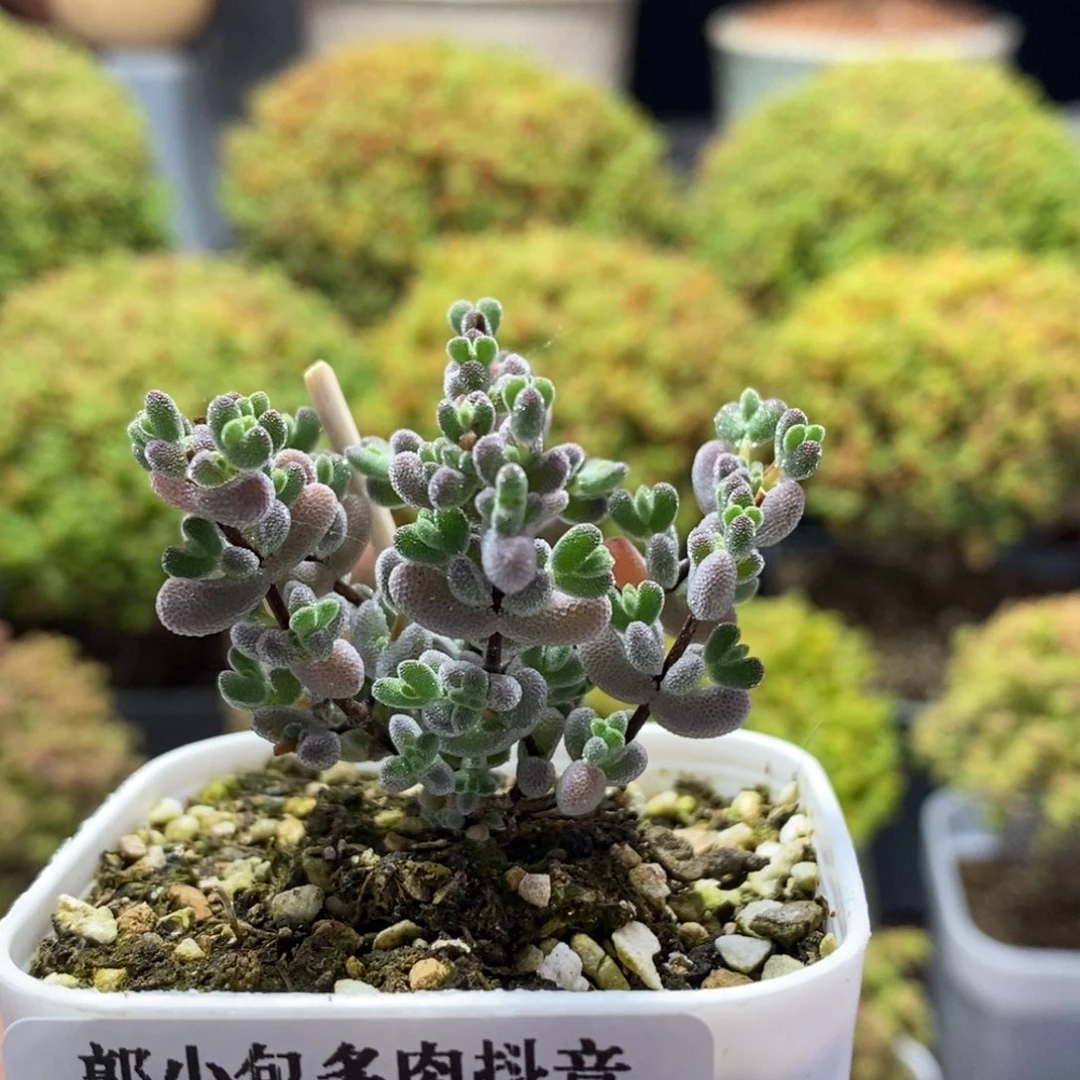 实生莱斯1715枝干番杏